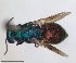  ( - RMNH.INS.1532273)  @11 [ ] by-nc-sa (2024) Unspecified Naturalis Biodiversity Center