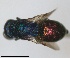  ( - RMNH.INS.1532274)  @11 [ ] by-nc-sa (2024) Unspecified Naturalis Biodiversity Center