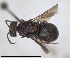  (Hedychridium anale - RMNH.INS.1532278)  @11 [ ] by-nc-sa (2024) Unspecified Naturalis Biodiversity Center