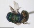  (Hedychridium auriventris - RMNH.INS.1532280)  @11 [ ] by-nc-sa (2024) Unspecified Naturalis Biodiversity Center
