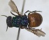  ( - RMNH.INS.1532282)  @11 [ ] by-nc-sa (2024) Unspecified Naturalis Biodiversity Center
