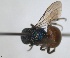  ( - RMNH.INS.1532283)  @11 [ ] by-nc-sa (2024) Unspecified Naturalis Biodiversity Center