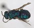  ( - RMNH.INS.1532284)  @11 [ ] by-nc-sa (2024) Unspecified Naturalis Biodiversity Center