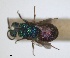 ( - RMNH.INS.1532290)  @11 [ ] by-nc-sa (2024) Unspecified Naturalis Biodiversity Center