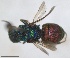  ( - RMNH.INS.1532291)  @11 [ ] by-nc-sa (2024) Unspecified Naturalis Biodiversity Center