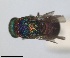  (Hedychridium vachali - RMNH.INS.1532292)  @11 [ ] by-nc-sa (2024) Unspecified Naturalis Biodiversity Center
