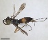  (Agenioideus coronatus - RMNH.INS.1532317)  @11 [ ] by-nc-sa (2024) Unspecified Naturalis Biodiversity Center