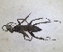  ( - RMNH.INS.1532318)  @11 [ ] by-nc-sa (2024) Unspecified Naturalis Biodiversity Center