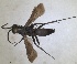 ( - RMNH.INS.1532320)  @11 [ ] by-nc-sa (2024) Unspecified Naturalis Biodiversity Center