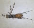  ( - RMNH.INS.1532324)  @11 [ ] by-nc-sa (2024) Unspecified Naturalis Biodiversity Center