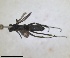  ( - RMNH.INS.1532325)  @11 [ ] by-nc-sa (2024) Unspecified Naturalis Biodiversity Center