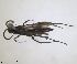  (Aporus planiceps - RMNH.INS.1532329)  @11 [ ] by-nc-sa (2024) Unspecified Naturalis Biodiversity Center