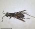 ( - RMNH.INS.1532336)  @11 [ ] by-nc-sa (2024) Unspecified Naturalis Biodiversity Center