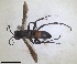 ( - RMNH.INS.1532338)  @11 [ ] by-nc-sa (2024) Unspecified Naturalis Biodiversity Center