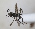  (Arachnotheutes turgidus - RMNH.INS.1532341)  @11 [ ] by-nc-sa (2024) Unspecified Naturalis Biodiversity Center
