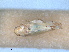  ( - RMNH.INS.1645616)  @11 [ ] by-nc-sa (2024) Unspecified Naturalis Biodiversity Centre