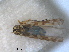  (Eupteryx rostrata - RMNH.INS.1645617)  @11 [ ] by-nc-sa (2024) Unspecified Naturalis Biodiversity Centre