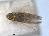  ( - RMNH.INS.1645618)  @11 [ ] by-nc-sa (2024) Unspecified Naturalis Biodiversity Centre