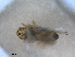  ( - RMNH.INS.1645619)  @11 [ ] by-nc-sa (2024) Unspecified Naturalis Biodiversity Centre
