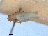  ( - RMNH.INS.1645620)  @11 [ ] by-nc-sa (2024) Unspecified Naturalis Biodiversity Centre