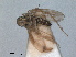  ( - RMNH.INS.1645624)  @11 [ ] by-nc-sa (2024) Unspecified Naturalis Biodiversity Centre