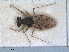  ( - RMNH.INS.1645638)  @11 [ ] by-nc-sa (2024) Unspecified Naturalis Biodiversity Centre