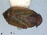  (Tettigometrinae - RMNH.INS.1645640)  @11 [ ] by-nc-sa (2024) Unspecified Naturalis Biodiversity Centre