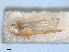  (Edwardsiana avellanae - RMNH.INS.1645644)  @11 [ ] by-nc-sa (2024) Unspecified Naturalis Biodiversity Centre