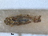 (Eupteryx collina - RMNH.INS.1645647)  @11 [ ] by-nc-sa (2024) Unspecified Naturalis Biodiversity Centre