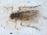  ( - RMNH.INS.1645648)  @11 [ ] by-nc-sa (2024) Unspecified Naturalis Biodiversity Centre