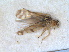  ( - RMNH.INS.1645985)  @11 [ ] by-nc-sa (2024) Unspecified Naturalis Biodiversity Centre