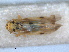  ( - RMNH.INS.1645986)  @11 [ ] by-nc-sa (2024) Unspecified Naturalis Biodiversity Centre