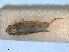  (Lamprotettix nitidulus - RMNH.INS.1645989)  @11 [ ] by-nc-sa (2024) Unspecified Naturalis Biodiversity Centre