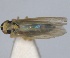  (Eupteryx heydenii - RMNH.INS.1646024)  @11 [ ] by-nc-sa (2024) Unspecified Naturalis Biodiversity Centre