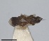  ( - RMNH.INS.1646051)  @11 [ ] by-nc-sa (2024) Unspecified Naturalis Biodiversity Centre