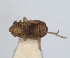  ( - RMNH.INS.1646058)  @11 [ ] by-nc-sa (2024) Unspecified Naturalis Biodiversity Centre