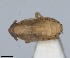 ( - RMNH.INS.1646066)  @11 [ ] by-nc-sa (2024) Unspecified Naturalis Biodiversity Centre