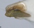  (Erythria seclusa - RMNH.INS.1646745)  @11 [ ] by-nc-sa (2024) Unspecified Naturalis Biodiversity Centre
