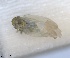  ( - RMNH.INS.1646746)  @11 [ ] by-nc-sa (2024) Unspecified Naturalis Biodiversity Centre