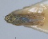  ( - RMNH.INS.1646747)  @11 [ ] by-nc-sa (2024) Unspecified Naturalis Biodiversity Centre