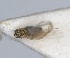  ( - RMNH.INS.1646748)  @11 [ ] by-nc-sa (2024) Unspecified Naturalis Biodiversity Centre
