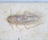  (Edwardsiana candidula - RMNH.INS.1646753)  @11 [ ] by-nc-sa (2024) Unspecified Naturalis Biodiversity Centre