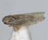  ( - RMNH.INS.1646756)  @11 [ ] by-nc-sa (2024) Unspecified Naturalis Biodiversity Centre