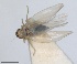  ( - RMNH.INS.1646757)  @11 [ ] by-nc-sa (2024) Unspecified Naturalis Biodiversity Centre