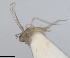  ( - RMNH.INS.1646772)  @11 [ ] by-nc-sa (2024) Unspecified Naturalis Biodiversity Centre