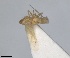  (Micantulina stigmatipennis - RMNH.INS.1646775)  @11 [ ] by-nc-sa (2024) Unspecified Naturalis Biodiversity Centre