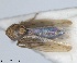  (Hardya tenuis - RMNH.INS.1646791)  @11 [ ] by-nc-sa (2024) Unspecified Naturalis Biodiversity Centre