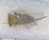  (Arytaina adenocarpi - RMNH.INS.1646829)  @11 [ ] by-nc-sa (2024) Unspecified Naturalis Biodiversity Centre