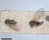  ( - RMNH.INS.1646833)  @11 [ ] by-nc-sa (2024) Unspecified Naturalis Biodiversity Centre