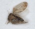  ( - RMNH.INS.1646835)  @11 [ ] by-nc-sa (2024) Unspecified Naturalis Biodiversity Centre